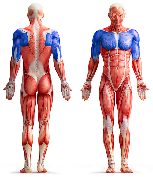 Anatomie der Muskeln